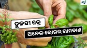 Tulsi Leaves: ବ୍ୟବହାର କରନ୍ତୁ ଏହି ପତ୍ର, ଦୂର ହେଉଛି ଅନେକ ରୋଗ 