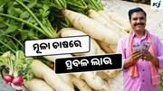 Radish: ଭାରତର ୧୦ଟି Best ମୂଳା ପ୍ରଜାତି 