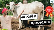 Nelore Breed: 40 କୋଟିରେ ବିକ୍ରି ହେଲା ଏହି ଭାରତୀୟ ଗାଈ, ଭାଙ୍ଗିଲା ରେକର୍ଡ଼