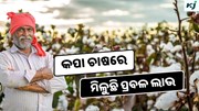 Cotton: ଏମିତି କରନ୍ତୁ କପା ଚାଷ, ମିଳୁଛି ପ୍ରବଳ ଲାଭ 