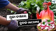 Radish: ଜାଣନ୍ତୁ କିପରି କରିବେ ମୂଳା ଚାଷ, ମିଳୁଛି ପ୍ରବଳ ଲାଭ 