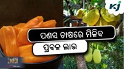 Jackfruit Farming: ମାଲେମାଲ କରିବ ପଣସ ଚାଷ 