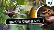 Brinjal Farming: ଖରାଟିଆ ବାଇଗଣ ଚାଷ 