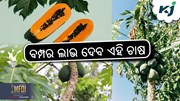 Papaya Farming: ଅମୃତ ଭଣ୍ଡା ଚାଷରୁ ମିଳିବ ଅଧିକ ରୋଜଗାର.....