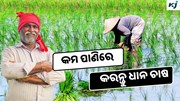 ICAR claims: ଜାଣନ୍ତୁ 1 kg ଧାନ ଉତ୍ପାଦନରେ କେତେ ପାଣି ଆବଶ୍ୟକ ?
