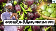 Brinjal Farming: ବୈଜ୍ଞାନିକ ପ୍ରଣାଳୀରେ କରନ୍ତୁ ଚାଷ 